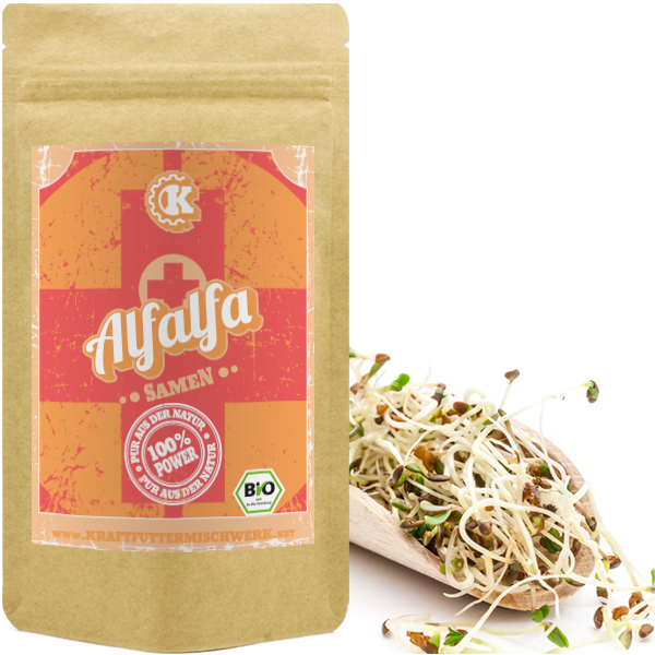 Keimsprossen Alfalfa bio